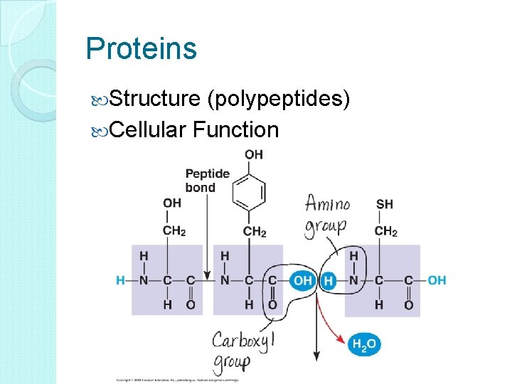 Proteins Structure (polypeptides) Cellular Function 