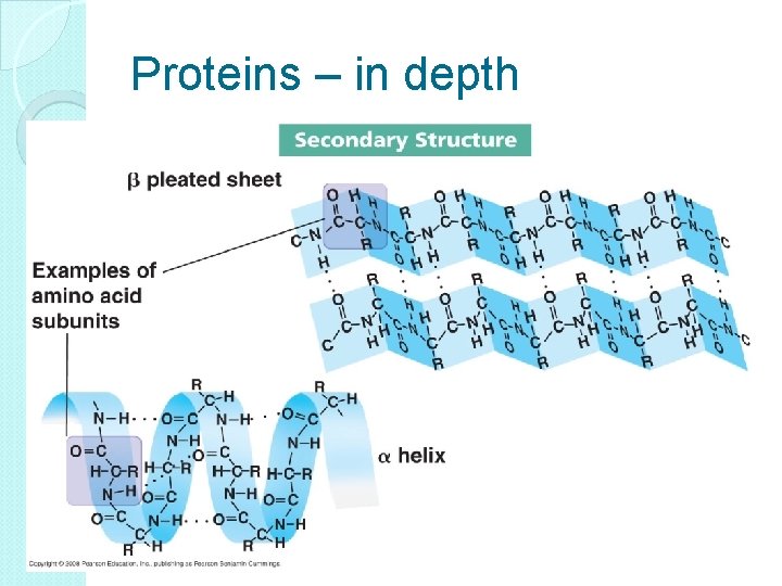Proteins – in depth 