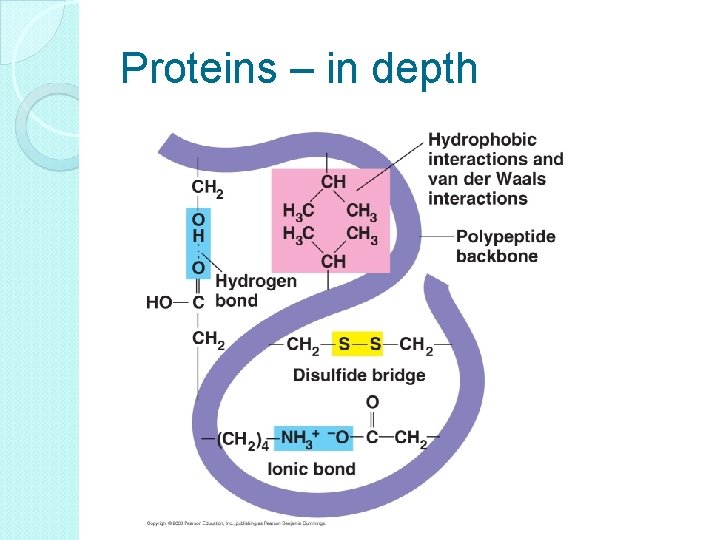 Proteins – in depth 