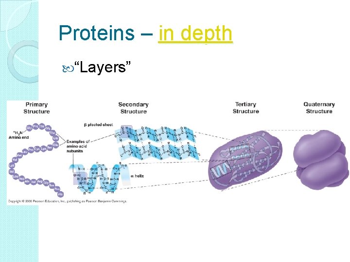 Proteins – in depth “Layers” 