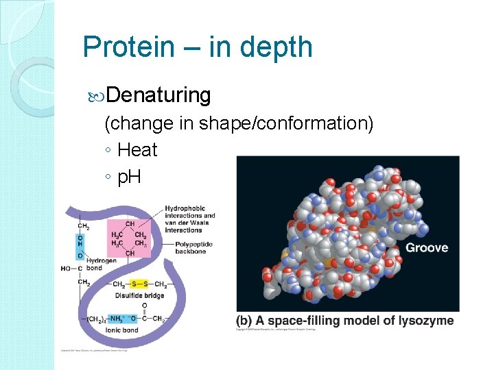 Protein – in depth Denaturing (change in shape/conformation) ◦ Heat ◦ p. H 