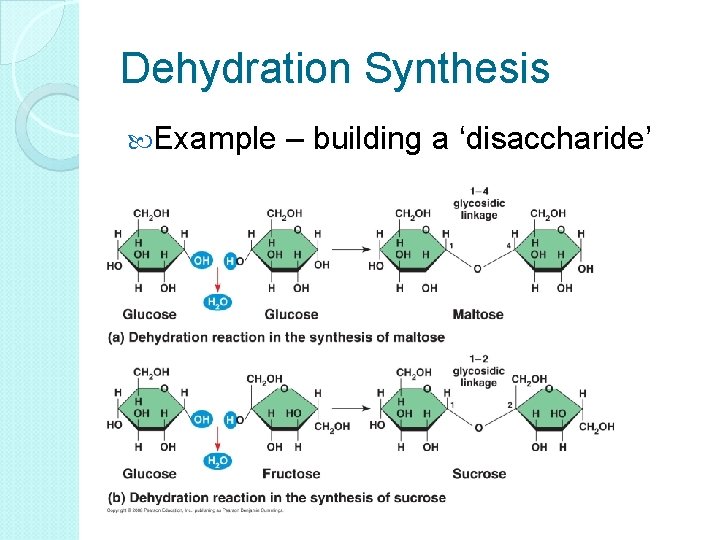 Dehydration Synthesis Example – building a ‘disaccharide’ 