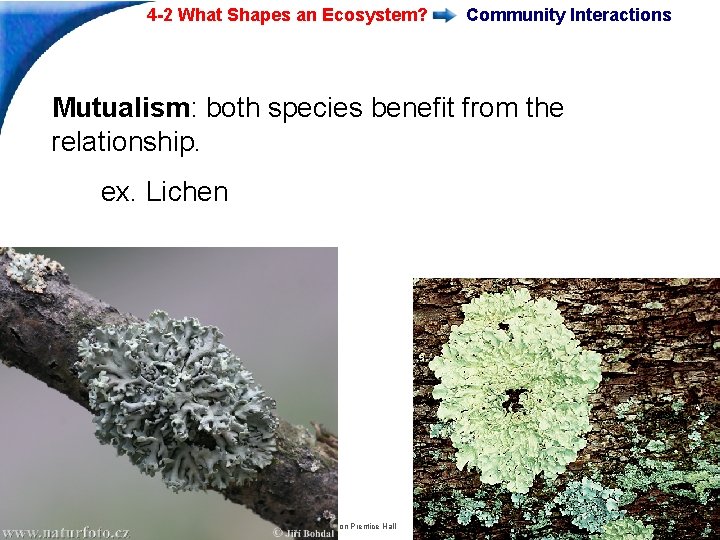4 -2 What Shapes an Ecosystem? Community Interactions Mutualism: both species benefit from the 4 -2 What Shapes an Ecosystem? Community Interactions Mutualism: both species benefit from the
