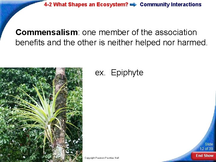 4 -2 What Shapes an Ecosystem? Community Interactions Commensalism: one member of the association 4 -2 What Shapes an Ecosystem? Community Interactions Commensalism: one member of the association