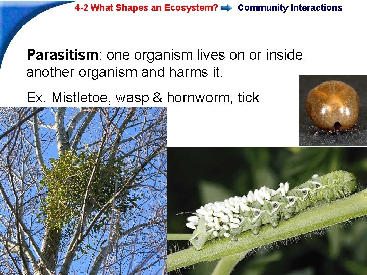 4 -2 What Shapes an Ecosystem? Community Interactions Parasitism: one organism lives on or 4 -2 What Shapes an Ecosystem? Community Interactions Parasitism: one organism lives on or
