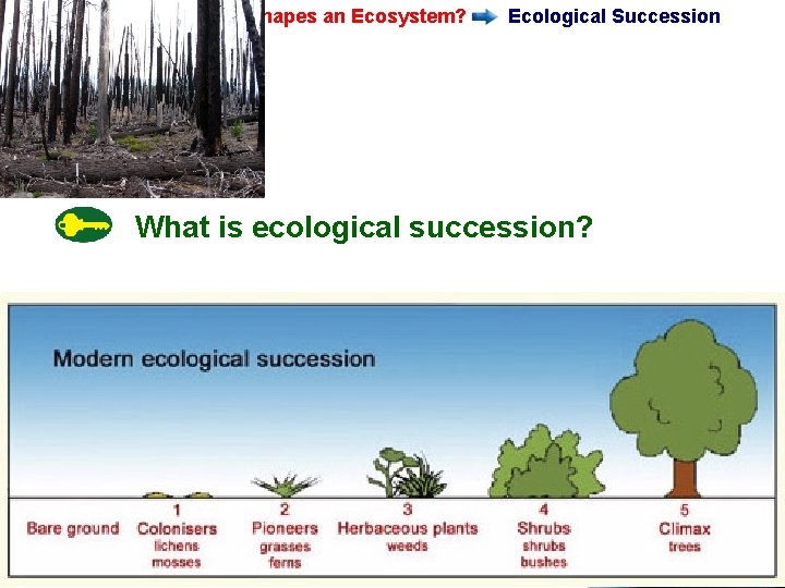 4 -2 What Shapes an Ecosystem? Ecological Succession What is ecological succession? Slide 14 4 -2 What Shapes an Ecosystem? Ecological Succession What is ecological succession? Slide 14