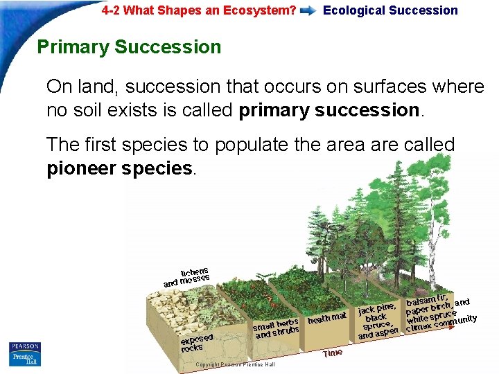 4 -2 What Shapes an Ecosystem? Ecological Succession Primary Succession On land, succession that 4 -2 What Shapes an Ecosystem? Ecological Succession Primary Succession On land, succession that