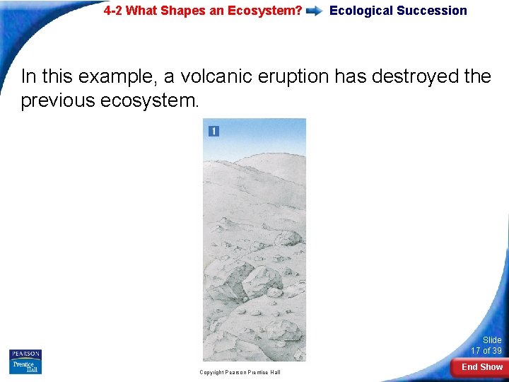 4 -2 What Shapes an Ecosystem? Ecological Succession In this example, a volcanic eruption 4 -2 What Shapes an Ecosystem? Ecological Succession In this example, a volcanic eruption