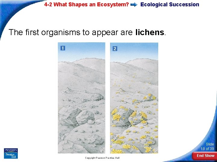 4 -2 What Shapes an Ecosystem? Ecological Succession The first organisms to appear are 4 -2 What Shapes an Ecosystem? Ecological Succession The first organisms to appear are
