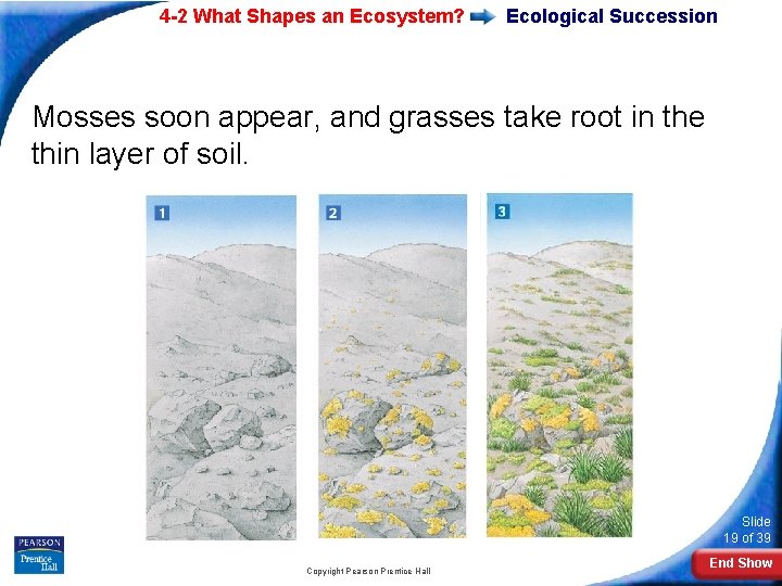 4 -2 What Shapes an Ecosystem? Ecological Succession Mosses soon appear, and grasses take 4 -2 What Shapes an Ecosystem? Ecological Succession Mosses soon appear, and grasses take