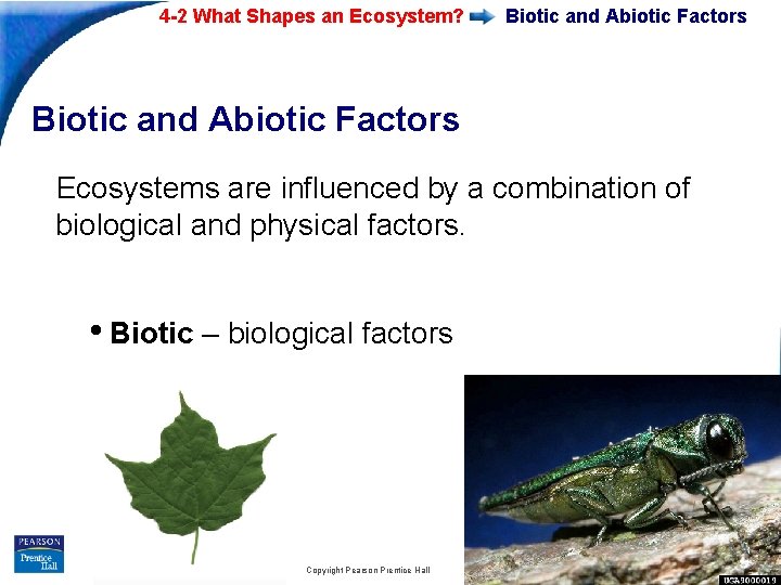 4 -2 What Shapes an Ecosystem? Biotic and Abiotic Factors Ecosystems are influenced by 4 -2 What Shapes an Ecosystem? Biotic and Abiotic Factors Ecosystems are influenced by