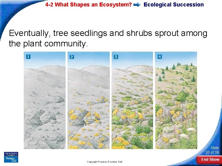 4 -2 What Shapes an Ecosystem? Ecological Succession Eventually, tree seedlings and shrubs sprout 4 -2 What Shapes an Ecosystem? Ecological Succession Eventually, tree seedlings and shrubs sprout