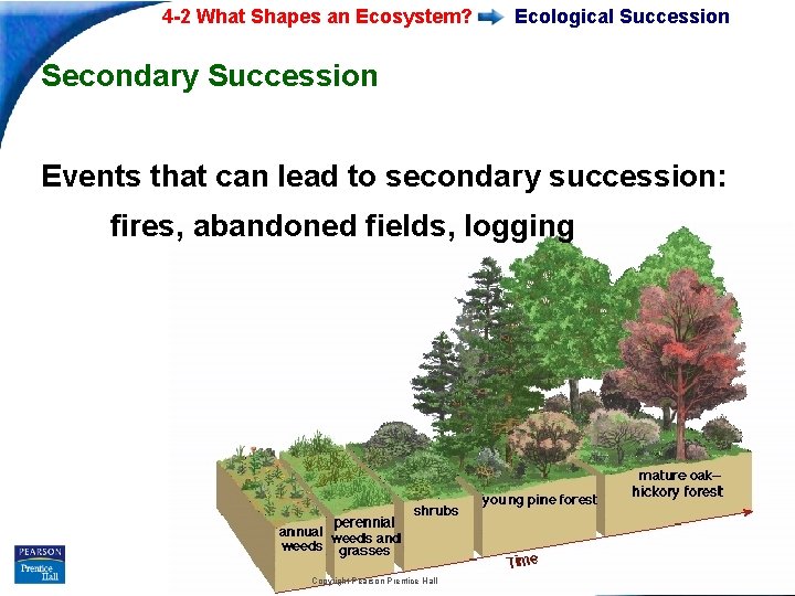 4 -2 What Shapes an Ecosystem? Ecological Succession Secondary Succession Events that can lead 4 -2 What Shapes an Ecosystem? Ecological Succession Secondary Succession Events that can lead