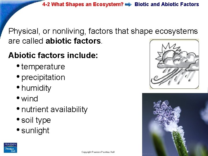 4 -2 What Shapes an Ecosystem? Biotic and Abiotic Factors Physical, or nonliving, factors 4 -2 What Shapes an Ecosystem? Biotic and Abiotic Factors Physical, or nonliving, factors