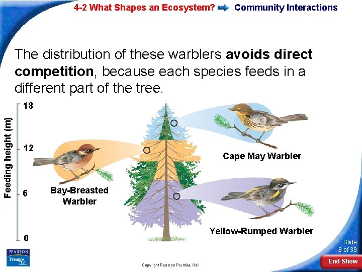 4 -2 What Shapes an Ecosystem? Community Interactions The distribution of these warblers avoids 4 -2 What Shapes an Ecosystem? Community Interactions The distribution of these warblers avoids