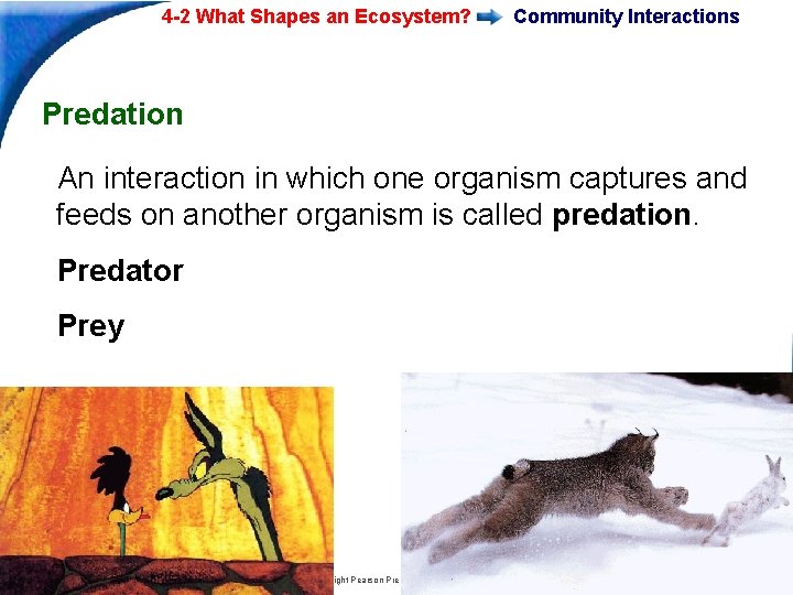 4 -2 What Shapes an Ecosystem? Community Interactions Predation An interaction in which one 4 -2 What Shapes an Ecosystem? Community Interactions Predation An interaction in which one