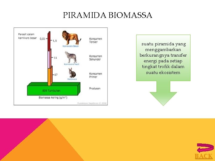 PIRAMIDA BIOMASSA suatu piramida yang menggambarkan berkurangnya transfer energi pada setiap tingkat trofik dalam