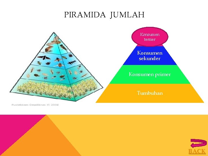 PIRAMIDA JUMLAH Konsumen tersier Konsumen sekunder Konsumen primer Tumbuhan BACK 