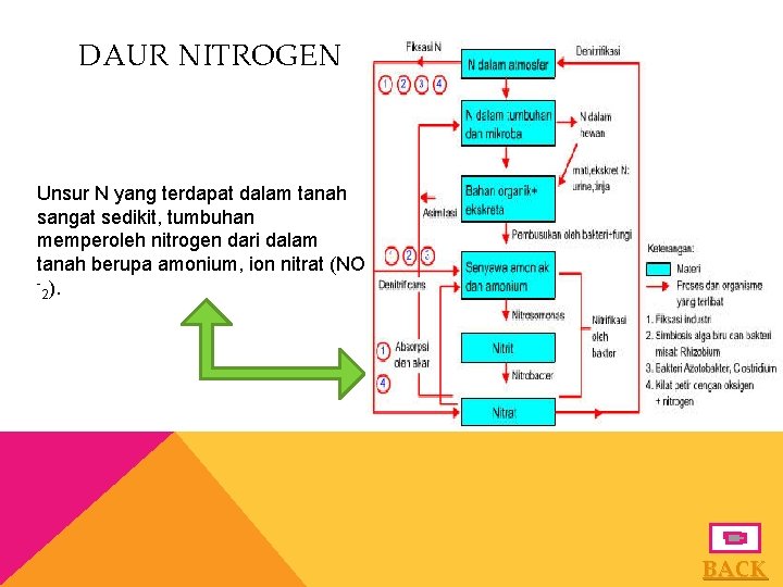 DAUR NITROGEN Unsur N yang terdapat dalam tanah sangat sedikit, tumbuhan memperoleh nitrogen dari