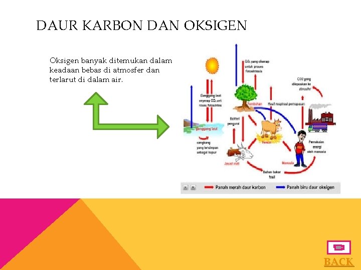 DAUR KARBON DAN OKSIGEN Oksigen banyak ditemukan dalam keadaan bebas di atmosfer dan terlarut