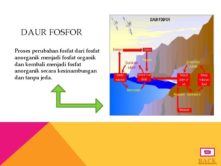 DAUR FOSFOR Proses perubahan fosfat dari fosfat anorganik menjadi fosfat organik dan kembali menjadi