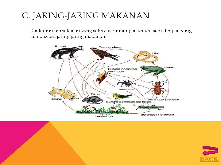 C. JARING-JARING MAKANAN Rantai-rantai makanan yang saling berhubungan antara satu dengan yang lain disebut