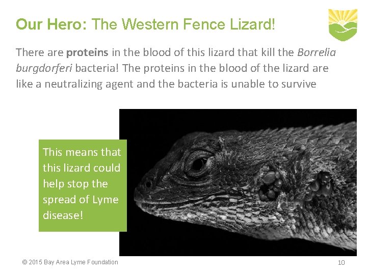 Our Hero: The Western Fence Lizard! There are proteins in the blood of this