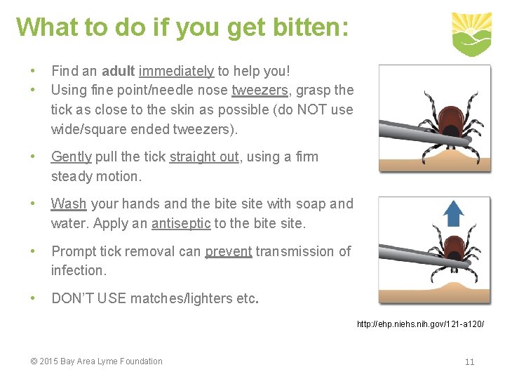What to do if you get bitten: • • Find an adult immediately to