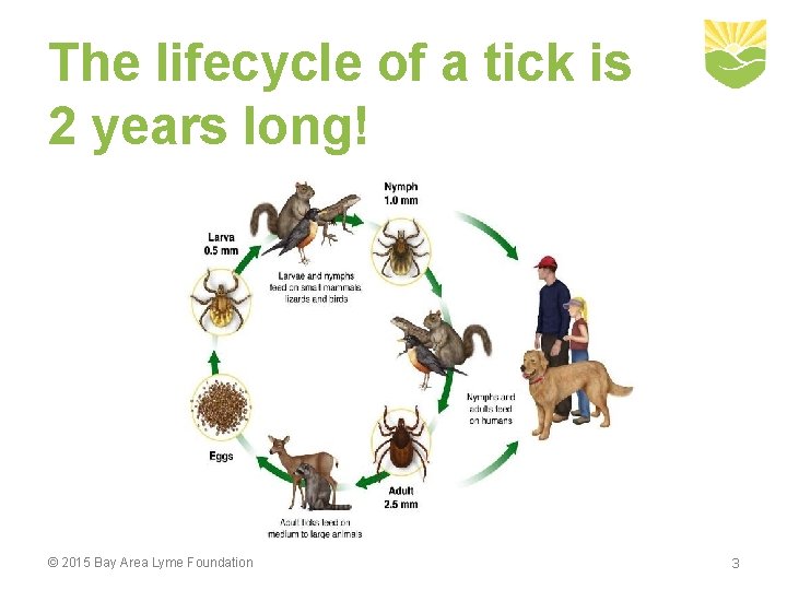 The lifecycle of a tick is 2 years long! © 2015 Bay Area Lyme