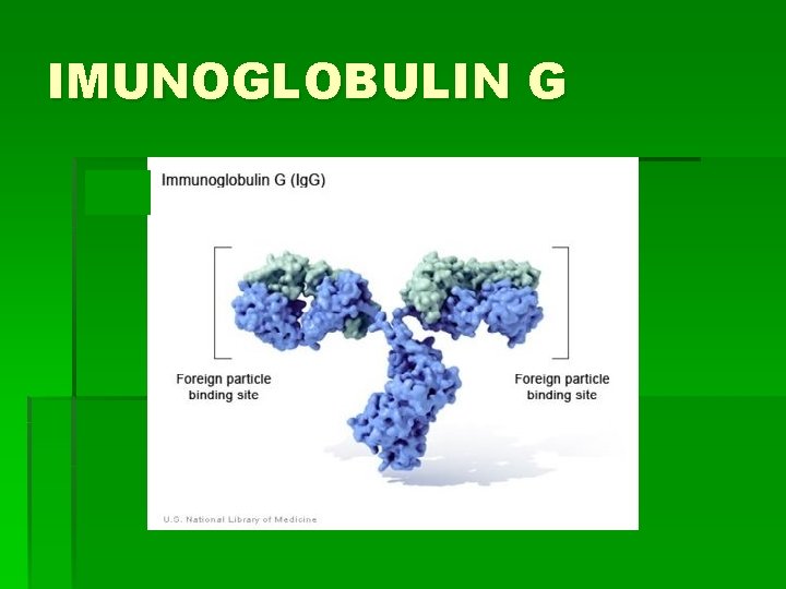 IMUNOGLOBULIN G 