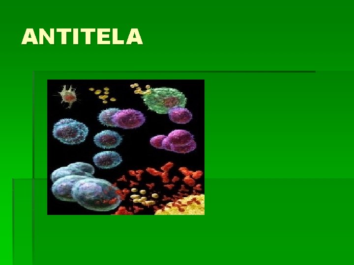 ANTITELA 