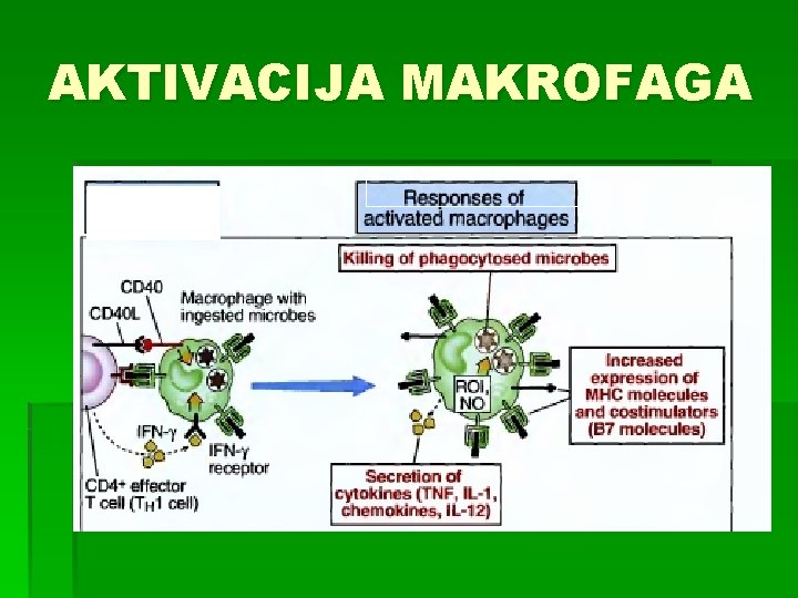 AKTIVACIJA MAKROFAGA 