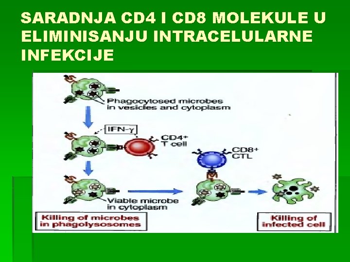 SARADNJA CD 4 I CD 8 MOLEKULE U ELIMINISANJU INTRACELULARNE INFEKCIJE 
