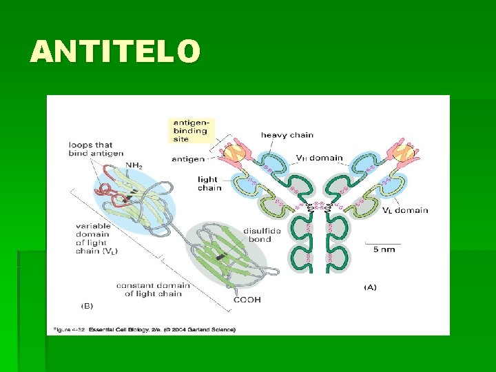 ANTITELO 
