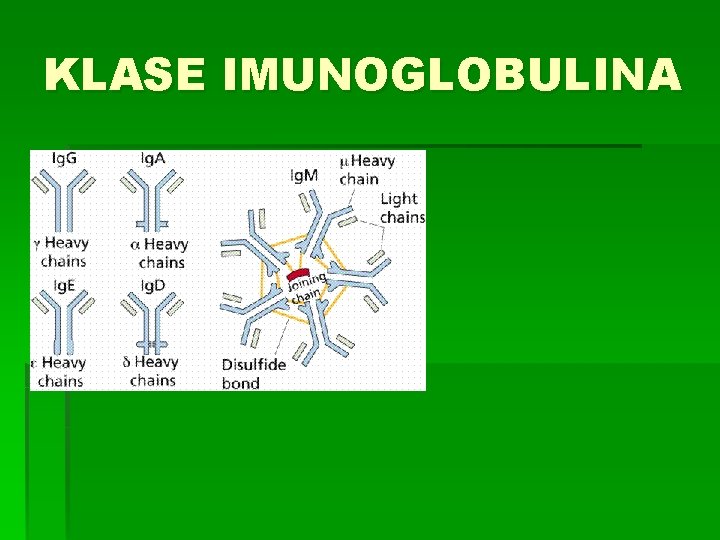 KLASE IMUNOGLOBULINA 