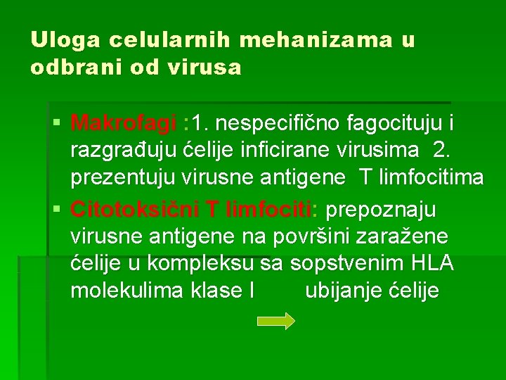 Uloga celularnih mehanizama u odbrani od virusa § Makrofagi : 1. nespecifično fagocituju i