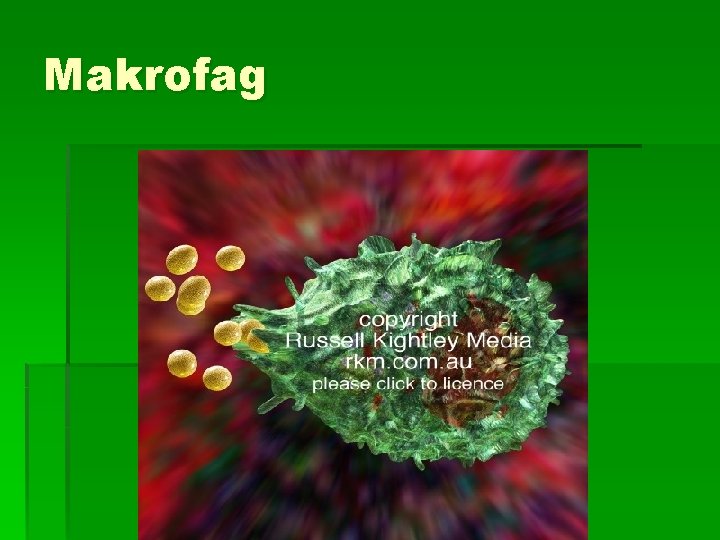 Makrofag 