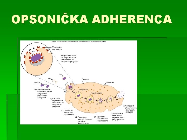 OPSONIČKA ADHERENCA 