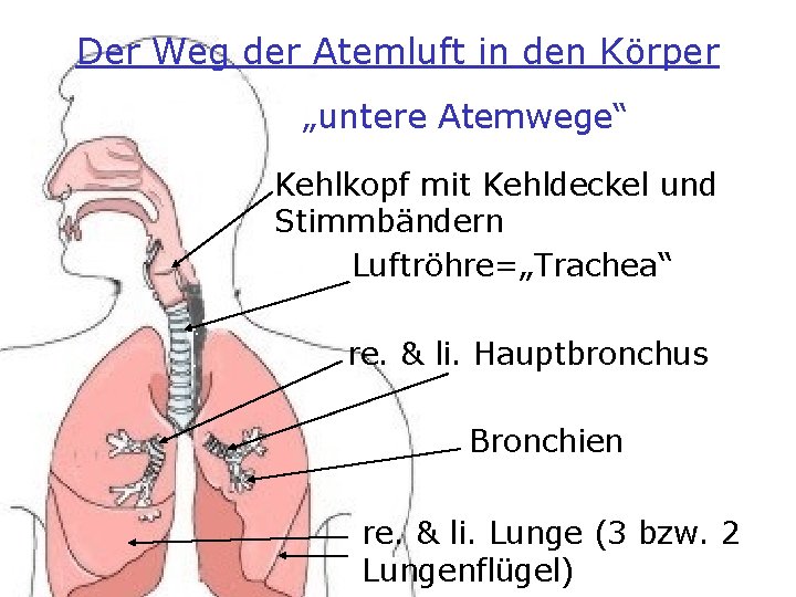 Der Weg der Atemluft in den Körper „untere Atemwege“ Kehlkopf mit Kehldeckel und Stimmbändern