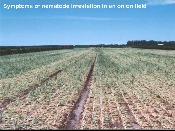 Symptoms of nematode infestation in an onion field 