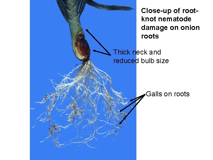 Close-up of rootknot nematode damage on onion roots Thick neck and reduced bulb size