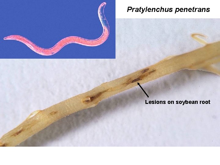 Pratylenchus penetrans Lesions on soybean root 