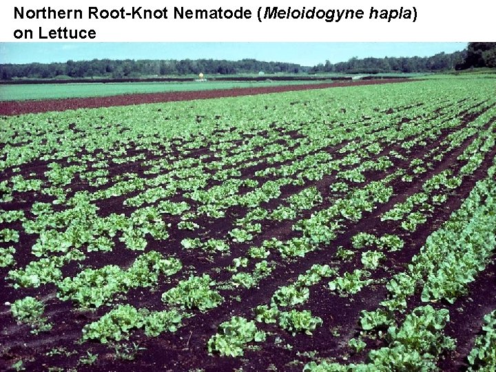 Northern Root-Knot Nematode (Meloidogyne hapla) on Lettuce 