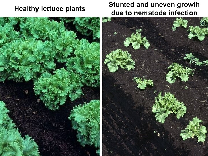 Healthy lettuce plants Stunted and uneven growth due to nematode infection 