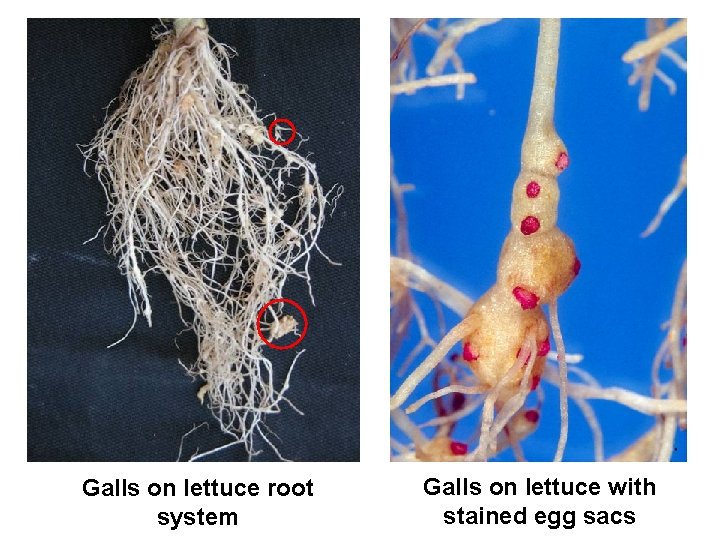 Galls on lettuce root system Galls on lettuce with stained egg sacs 