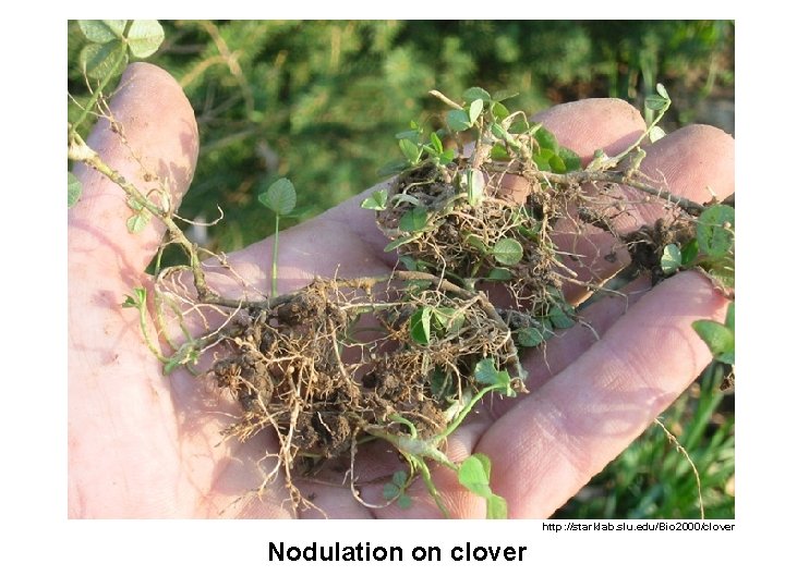 http: //starklab. slu. edu/Bio 2000/clover Nodulation on clover 