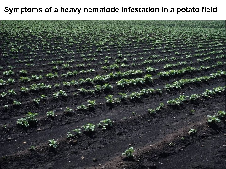 Symptoms of a heavy nematode infestation in a potato field 