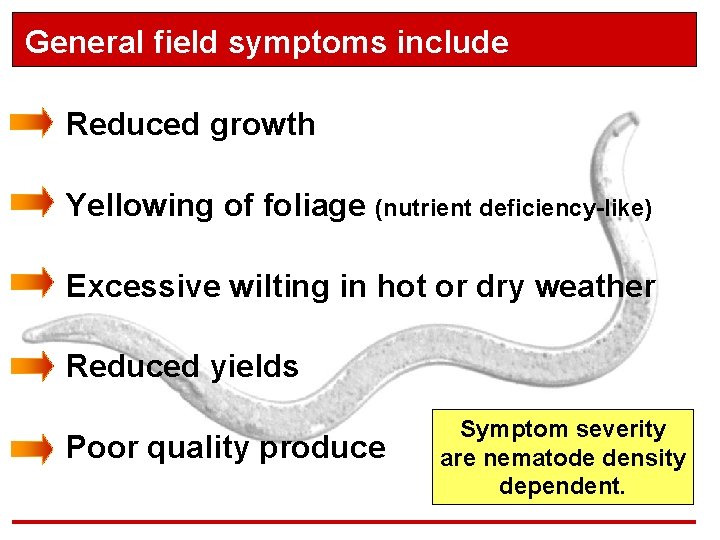 General field symptoms include Reduced growth Yellowing of foliage (nutrient deficiency-like) Excessive wilting in