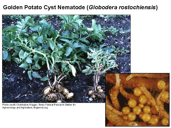 Golden Potato Cyst Nematode (Globodera rostochiensis) Photo credit: Christopher Hogger, Swiss Federal Research Station