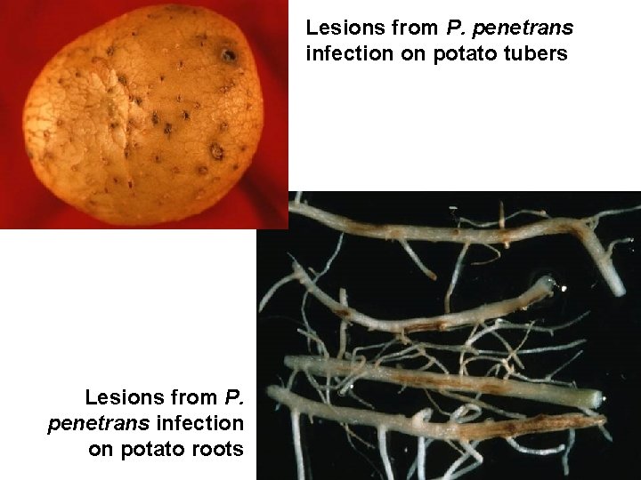 Lesions from P. penetrans infection on potato tubers Lesions from P. penetrans infection on